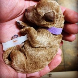 Goldendoodle Puppies from Missoula Family Goldendoodles