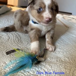 Australian Shepherd Puppies from Aussie Tree-O