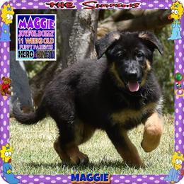 MAGGIE PURE SWEETNESS - Black and red female German Shepherd puppy in Murrieta, California from Diamond Oaks German Shepherds