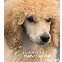 Poodle Puppies from Evermore Standard Poodles