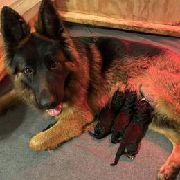 Girl 1 - Black and red female German Shepherd puppy in Bushnell, Florida from Central Florida Shepherds
