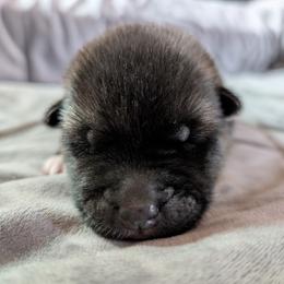 AKC Hachi - Brown, black overlay male Akita puppy in Tombstone, Arizona from WeVolution Off-Grid
