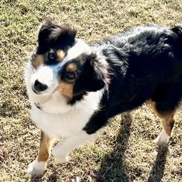 Rebel - Miniature Australian Shepherd