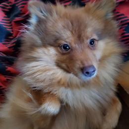 Pumpkin - Pomeranian
