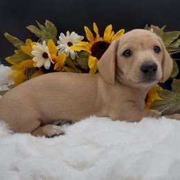 Winter - Cream female Dachshund puppy in Woodland, California from Long Little Doggies