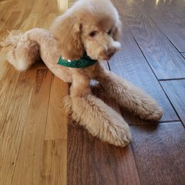 Aussiedoodle and Poodle All Grown Up from Ohana Companions