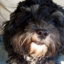 Kylo - Shihpoo