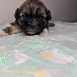 Barrel - Brindle male Shih Tzu puppy in Houston, Texas from Pup Paw-lace