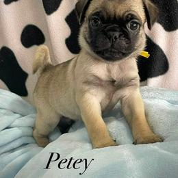 Petie - Fawn male Pug puppy in Hesperia, California from Amatskennel - Stubby Tails Ranch