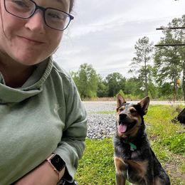 Australian Cattle Dog All Grown Up from Australian Cattle Cuties