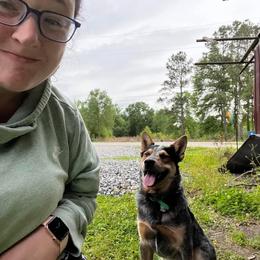 Australian Cattle Dog All Grown Up from Australian Cattle Cuties