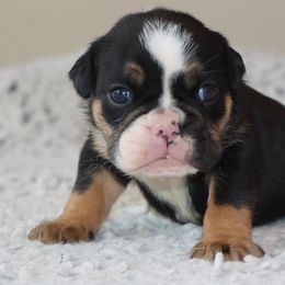 Shadow - Black tri-color male Bulldog puppy in Winnsboro, Texas from JP Ranch Bulldogs