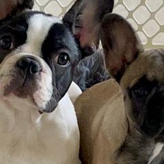 French Bulldogs from Robbi's French Bulldogs
