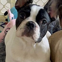French Bulldogs from Robbi's French Bulldogs
