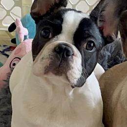 French Bulldogs from Robbi's French Bulldogs