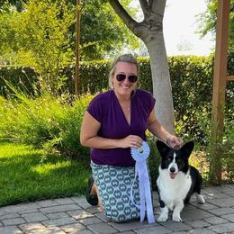 Cardigan Welsh Corgi All Grown Up from Oakcreek