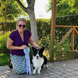 Cardigan Welsh Corgi All Grown Up from Oakcreek