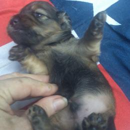 DBs George Handel - Red male Dachshund puppy in Summerfield, Florida from D & B Ranchette