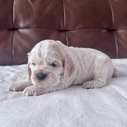 Summer - Buff and white female Cocker Spaniel puppy in Floyds Knobs, Indiana from Sweet Tails