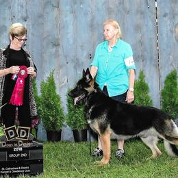 Rocket - German Shepherd