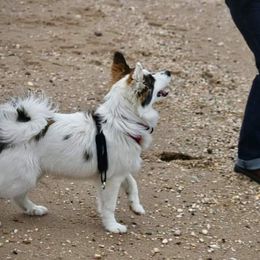 Icelandic Sheepdog Puppies from Valhalla Icelandic Sheepdogs