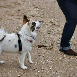 Icelandic Sheepdog Puppies from Valhalla Icelandic Sheepdogs