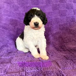 Violet - Black and white female Sheepadoodle puppy in Prairie Du Chien, Wisconsin from Hicklin Hollow Ranch