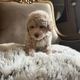 Hermes - Cream male Poodle puppy in Los Banos, California from CORONA TOY POODLES