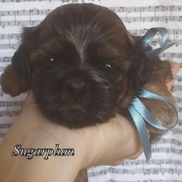Sugarplum - Chocolate female Shih Tzu puppy in Jasper, Georgia from Tiny Bubbles Shih Tzus