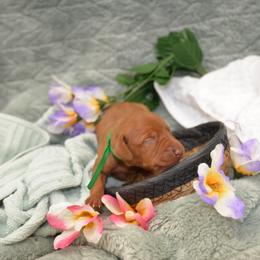 Mr Green - Golden rust male Vizsla puppy in Lexington, Kentucky from Summit Vizsla (we can deliver to you)