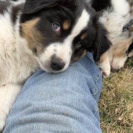 Australian Shepherd Puppies from RMW Ranch Australian Shepherds