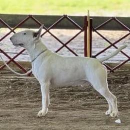 George - White and red male Bull Terrier puppy in Beech Bluff, Tennessee from Forever Young Bull Terriers