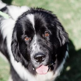 Newfoundlands from New Found Life