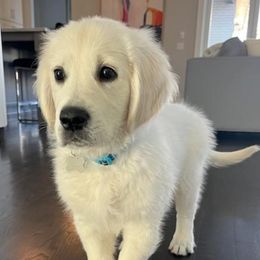 Golden Retriever Puppies from Kansas Prairie Pups