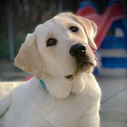 Dallas - Labrador Retriever