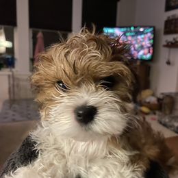 Havanese Puppies from Sandia Havanese