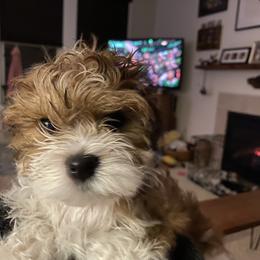 Havanese Puppies from Sandia Havanese