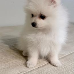 Boy 3 - Cream male Pomeranian puppy in Avondale, Arizona from Mely Pomlove