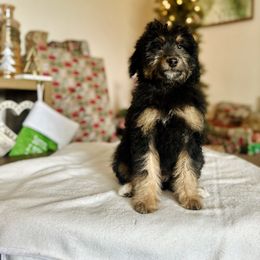 Cosmo - male Golden Mountain Doodle puppy in Twin Falls, Idaho from Burrow & Bone