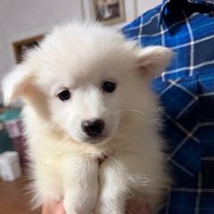 Purple collar - White female American Eskimo Dog puppy in Port Clinton, Pennsylvania from Angelfrost American Eskimo puppies