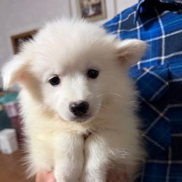 Purple collar - White female American Eskimo Dog puppy in Port Clinton, Pennsylvania from Angelfrost American Eskimo puppies