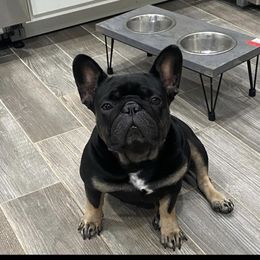 Chanel  - French Bulldog