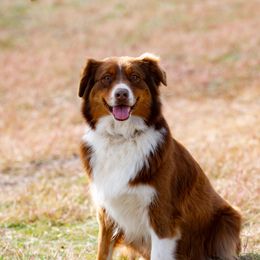 Maddie - Australian Shepherd