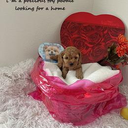 Girl 2 - female Poodle puppy in Prairie Grove, Arkansas from Loves Toy Poodles