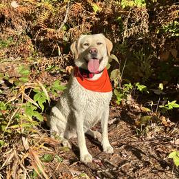 Harper - Labrador Retriever