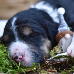 Boy 1 - male Bordoodle puppy in Tillamook, Oregon from Oregon Bordoodles