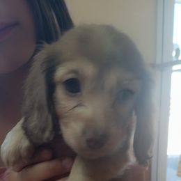 Dachshund Puppies from Nikas Baby Beanz LH Dachshunds