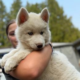 Boy 2 - White male Siberian Husky puppy in Everett, Washington from Addison Grove Huskies