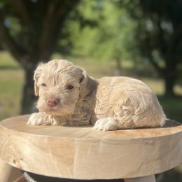 Sunshine - Buff and white female Cockapoo puppy in Albany, Kentucky from Windy Pines Farm