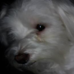Boeigh - Maltese